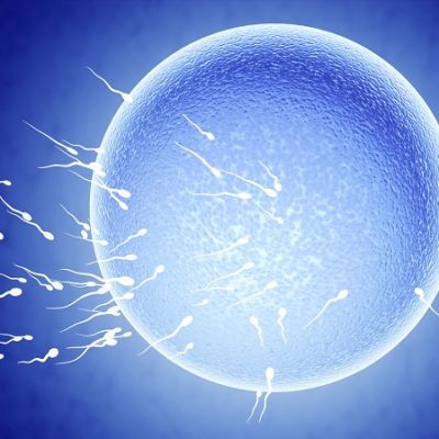 Сперматозоиди около яйцеклетка